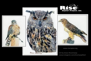 Rise Greeting Cards